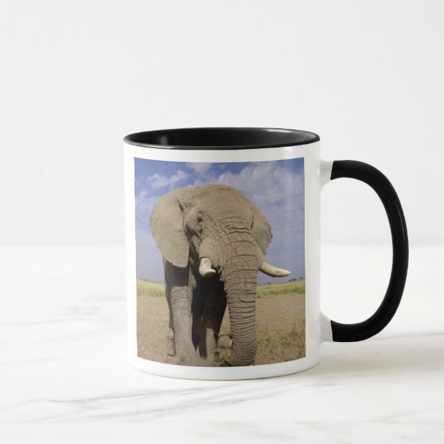 Taza Kenia: Parque Nacional Amboseli, elefante masculin (Derecha)