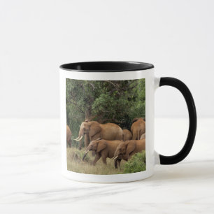 Taza Kenia: Parque Nacional de Tsavo East, manada Afric