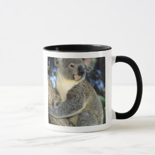 Taza Koala, Phascolarctos cinereus), Australia,