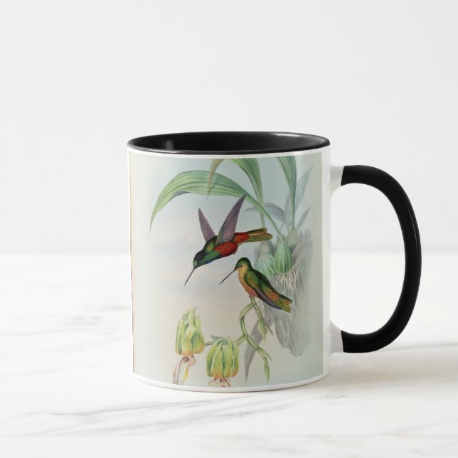 Taza La estrella de Bonaparte afrontó el colibrí (Derecha)