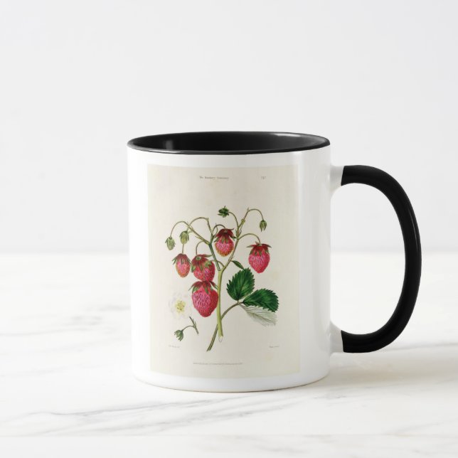 Taza La fresa de Roseberry, grabada por Watte (Derecha)