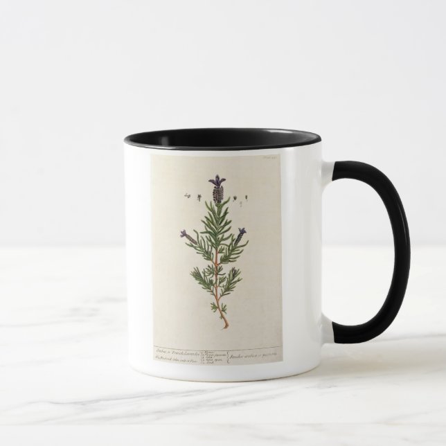 Taza La lavanda francesa, platea 241 'de un Herbal (Derecha)
