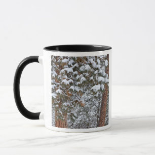 Taza La nieve llena las ramas de los pinos ponderosa