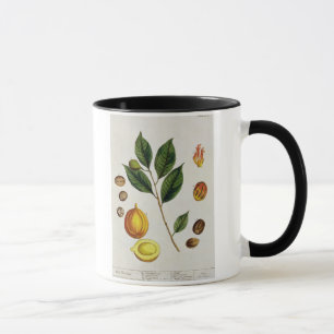Taza La nuez moscada moscada, platea 353 "de un