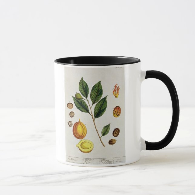 Taza La nuez moscada moscada, platea 353 "de un (Derecha)