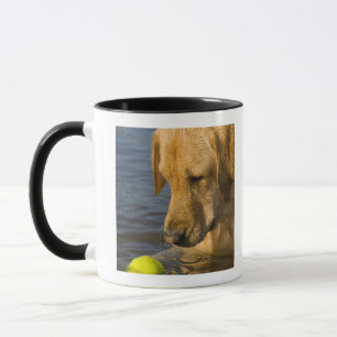 Taza Labrador amarillo con una pelota de tenis en el