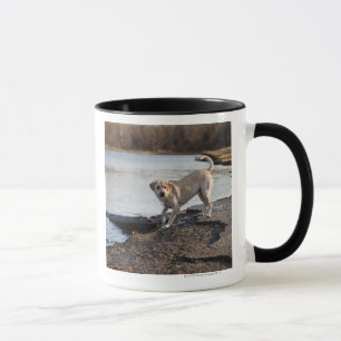 Taza Labrador blanco cerca de un lago