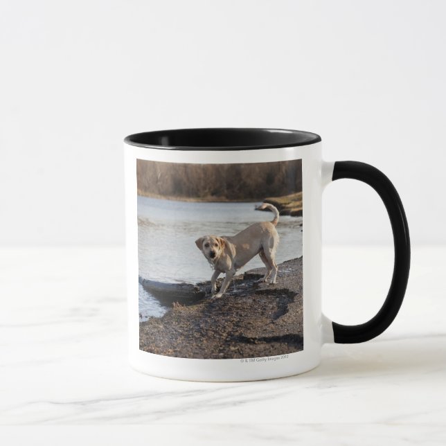 Taza Labrador blanco cerca de un lago (Derecha)