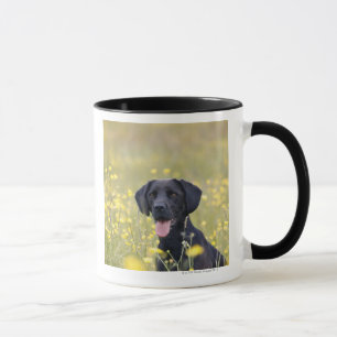 Taza Labrador negro 16 meses