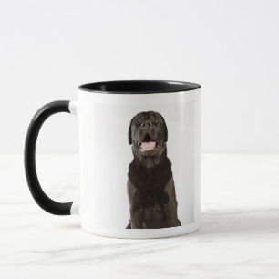 Taza Labrador negro (familiaris del Canis), jadeando,