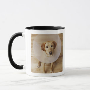 Taza Labrador retriever con el cono alrededor de su