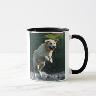 Taza Labrador retriever de oro que salta en el río