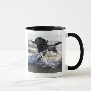 Taza Labrador retriever negro que corre a través de la