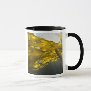 Taza Lado sur de la isla Ewing, islas San Juan,