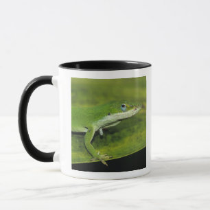 Taza Lagarto verde, Anolis carolinensis, adulto en palm