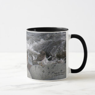 Taza Lavandera de la roca (ptilocnemis del Calidris)
