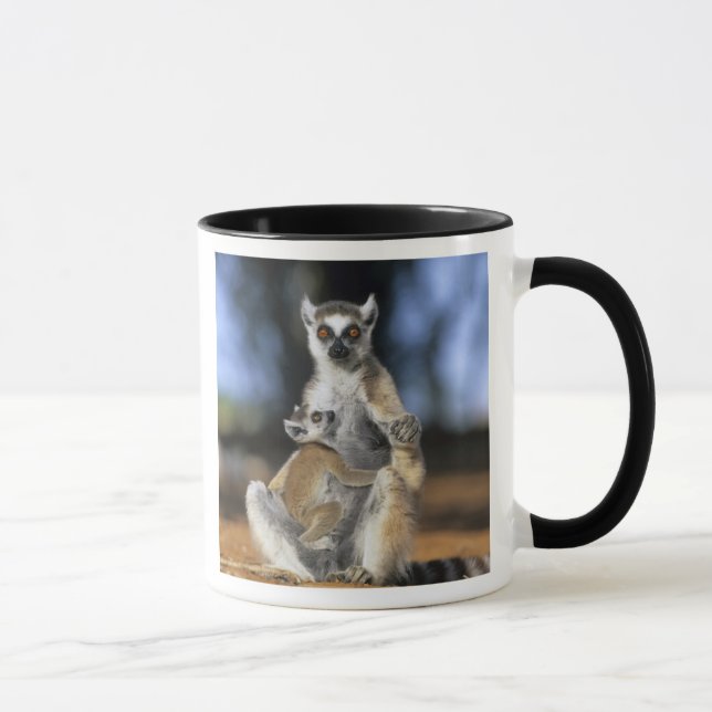 Taza Lemur, (Lemur catta), madre y (Derecha)