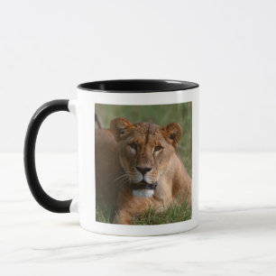 Taza León
