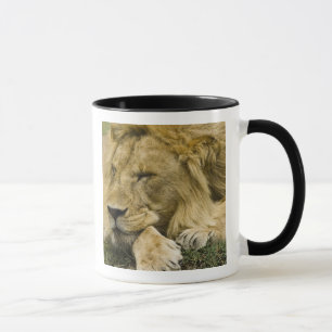 Taza León africano, Panthera leo, acostado dormido