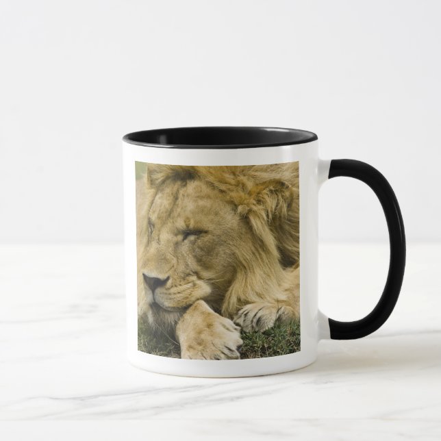 Taza León africano, Panthera leo, acostado dormido (Derecha)