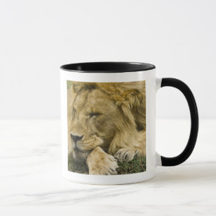 Taza León africano, Panthera leo, dormido