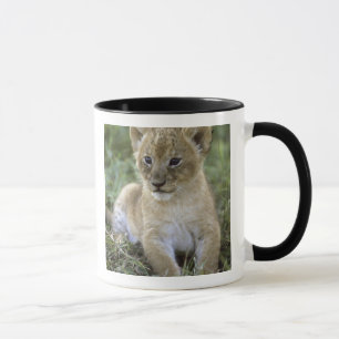 Taza león africano, Panthera leo), Tanzania,