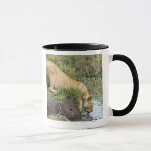 Taza León femenino (Panthera leo), nacional de Mara de