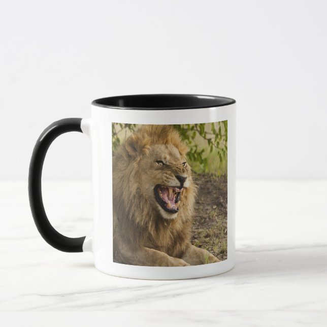 Taza León masculino que gruñe (Panthera leo), Okavango (Izquierda)