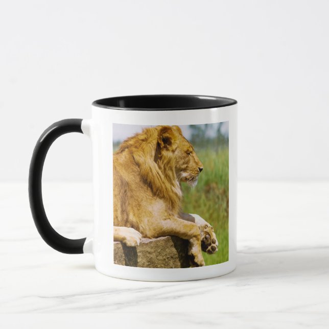 Taza León que miente en una roca (Izquierda)