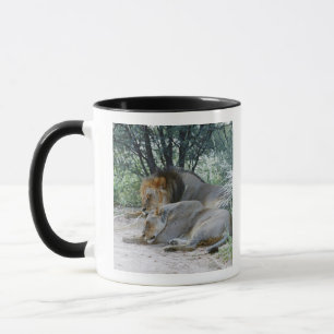 Taza león y leona masculinos, Panthera leo el dormir,