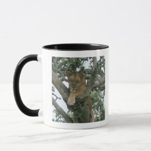 Taza Leona que sube del árbol (Panthera leo), reina