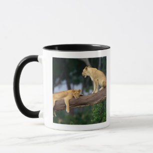 Taza Leonas en un árbol