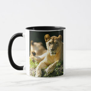 Taza Leones