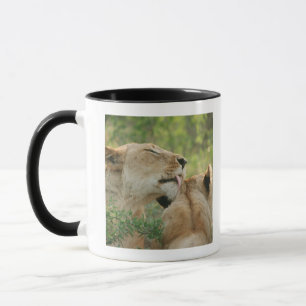 Taza Leones, Panthera leo que prepara, Suráfrica