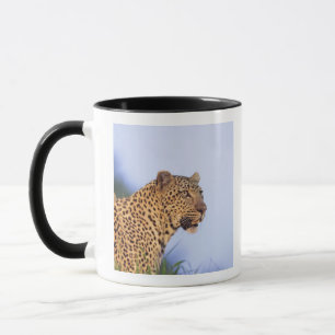 Taza Leopardo del varón adulto (pardus del Panthera)