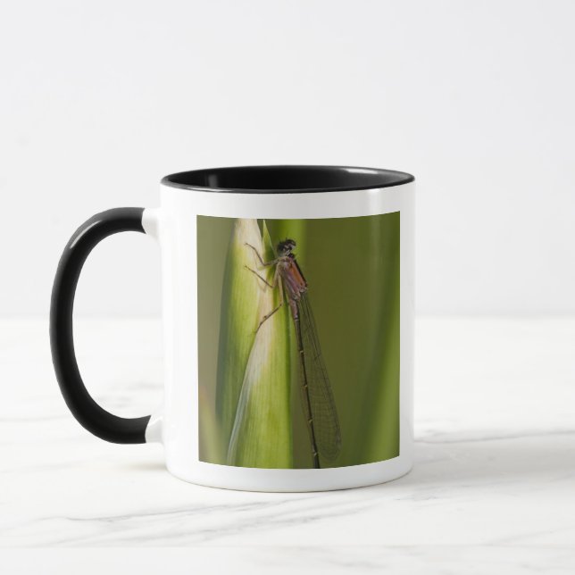 Taza Libélula en el iris florecido (Izquierda)