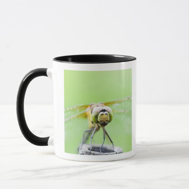 Taza Libélula (infuscatum de Sympetrum) (Izquierda)