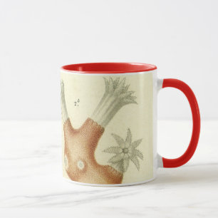Taza Libro de texto de ciencias biología, Animales de c