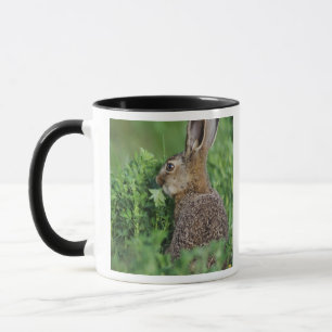 Taza Liebre parda, Lepus europaeus, joven comiendo,