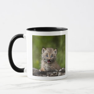 Taza Lince del bebé (lince Canadensis) que mira sobre 