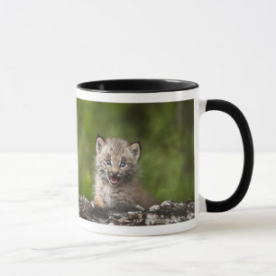 Taza Lince del bebé que mira sobre árbol caido A