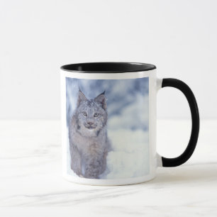 Taza Lince en la nieve en las estribaciones
