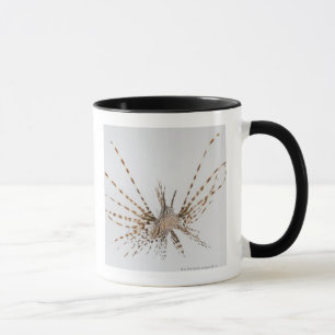 Taza Lionfish rojo (volitans del Pterois)