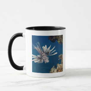 Taza Lionfish (volitans del Pterois) que nada encima