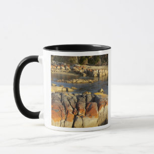 Taza Liquen naranja en rocas, Binalong Bay, Bahía de