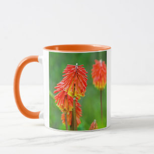 Taza Lirio Antorcha (Kniphofia Uvaria), Cabo Occidental