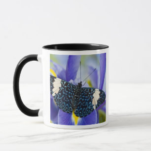 Taza Lirio púrpura de mariposa tropical