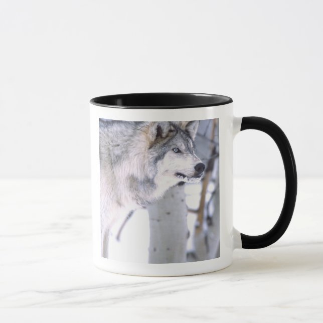 Taza Lobo de la madera, Canis lupus, película Animal Ut (Derecha)