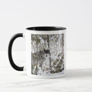 Taza Lobo en el bosque en invierno