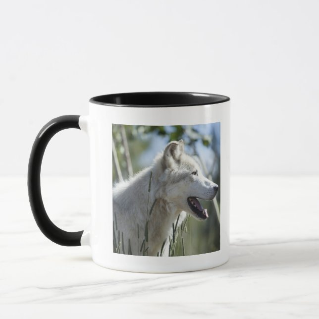 Taza Lobo en Yellowstone 2 (Izquierda)